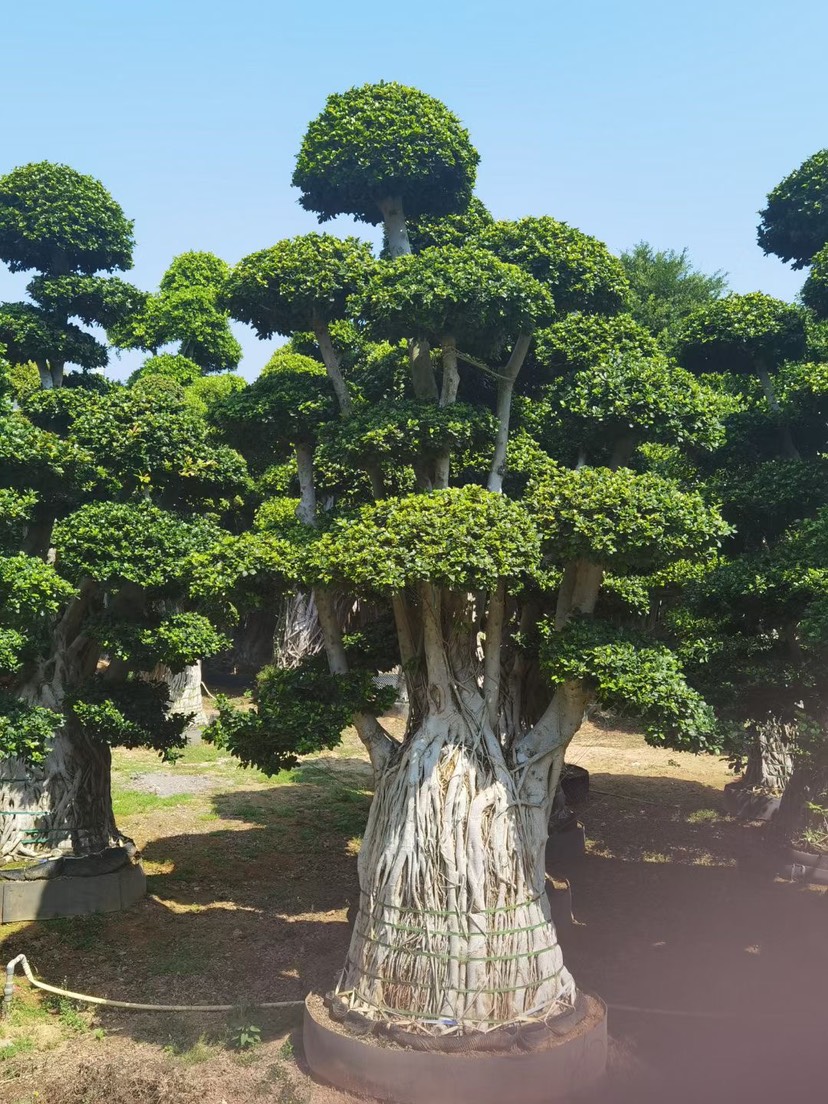  小葉榕精品造型 漳州小葉榕種植基地農(nóng)戶低價(jià)直銷批發(fā)