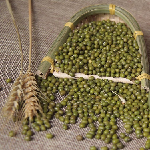 临沂绿芽豆中粒绿豆 绿豆芽豆 生绿豆芽 绿豆芽苗菜 当季新种