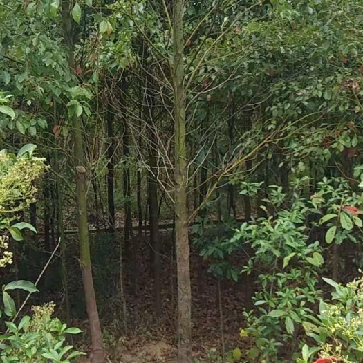 郴州香樟树