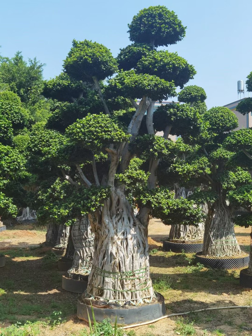  小葉榕精品造型 漳州小葉榕種植基地農(nóng)戶低價(jià)直銷批發(fā)