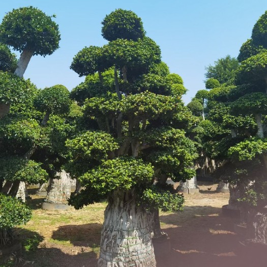  小叶榕精品造型 漳州小叶榕种植基地农户低价直销批发