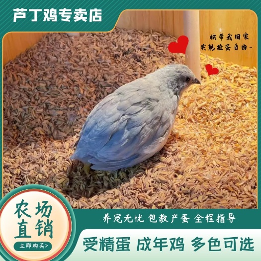 阳谷县芦丁鸡受精蛋，保80%受精率。不到保赔，破损包赔。。