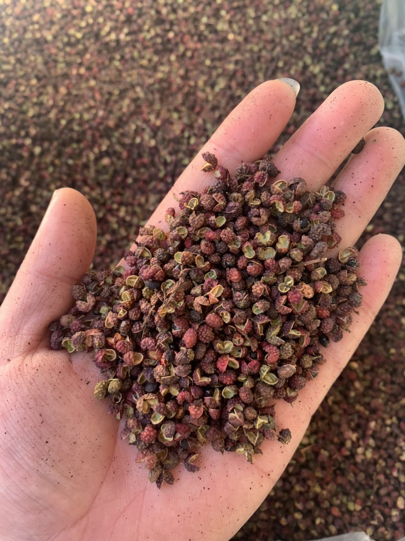 永善县云南青花椒转红椒青转红花椒花红转红椒2024年新货高麻转红椒
