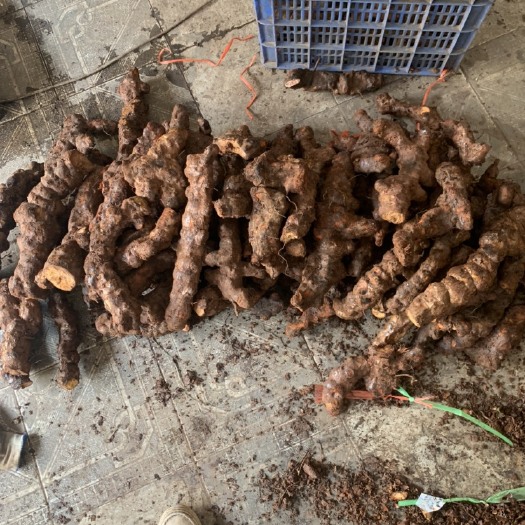 佛山新鲜云南土茯苓，黄皮白肉，大条光滑