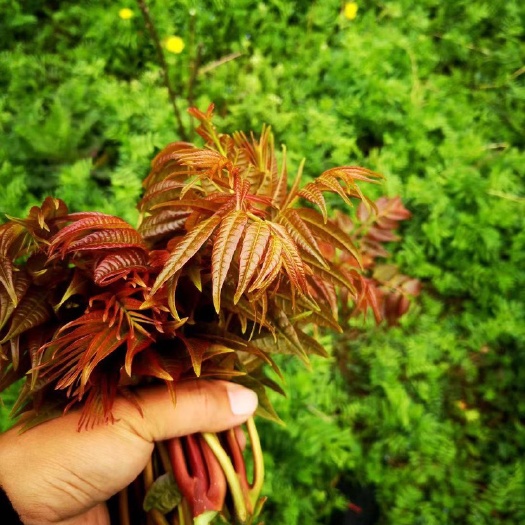 红油香椿苗  ，基地直供，提供种植技术，保湿发货，包邮