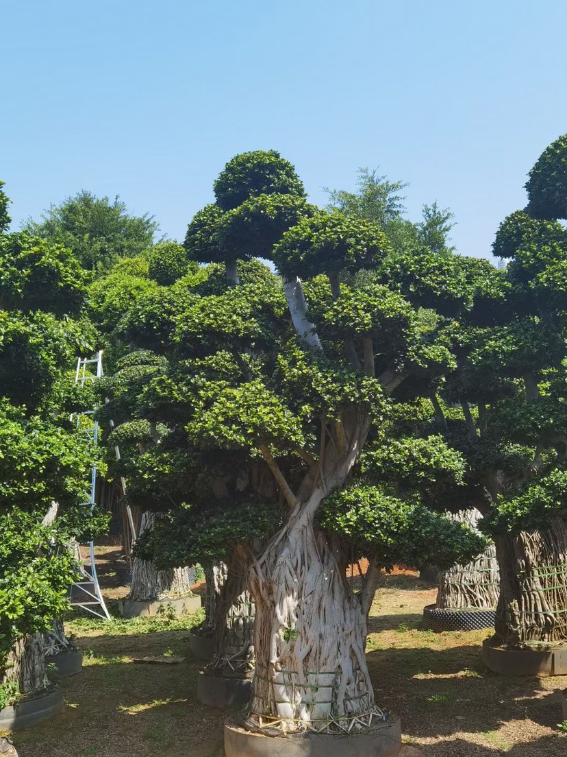  小葉榕精品造型 漳州小葉榕種植基地農(nóng)戶低價(jià)直銷批發(fā)