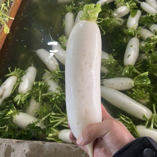 天门市白萝卜，市场货工厂货，大三排四排五排渣货，诚信合作。