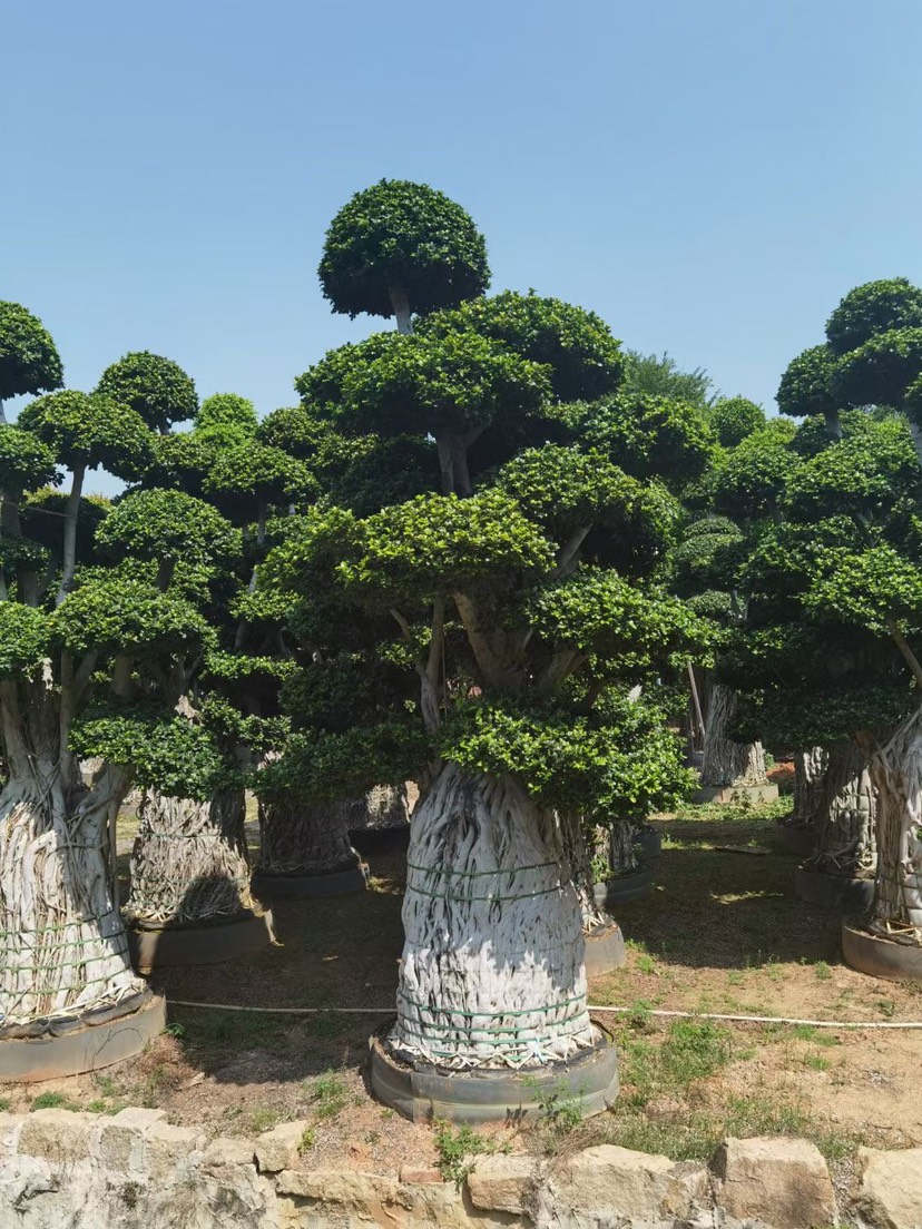  小葉榕精品造型 漳州小葉榕種植基地農(nóng)戶低價(jià)直銷批發(fā)