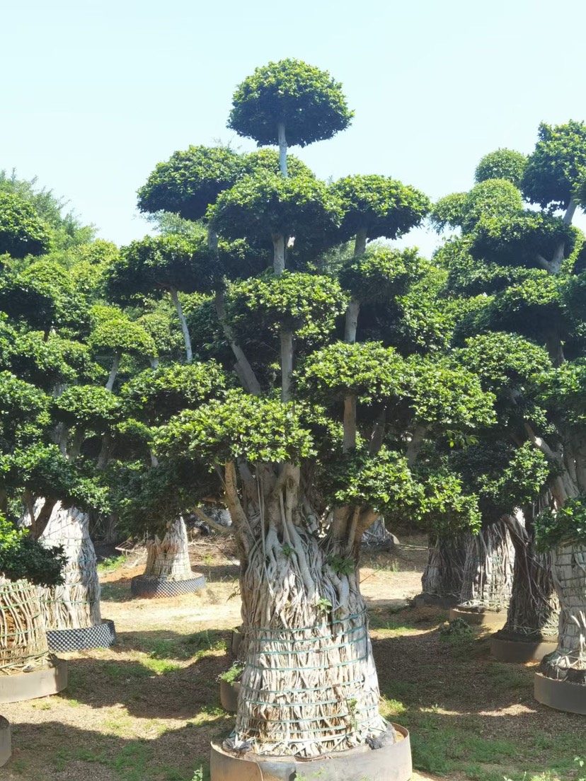  小葉榕精品造型 漳州小葉榕種植基地農(nóng)戶低價(jià)直銷批發(fā)