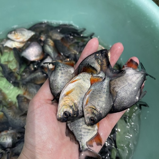 南宁 白鲳鱼苗，漂亮均匀，健康五病症，好养快大，价格优惠