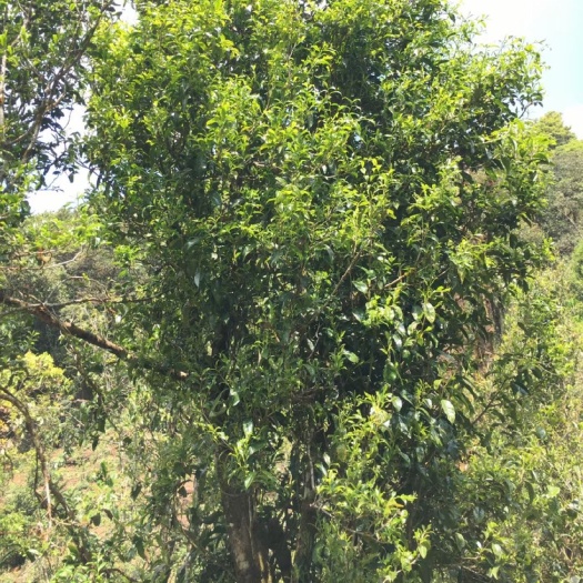 古树茶 古树纯料 普洱生茶 散装茶
