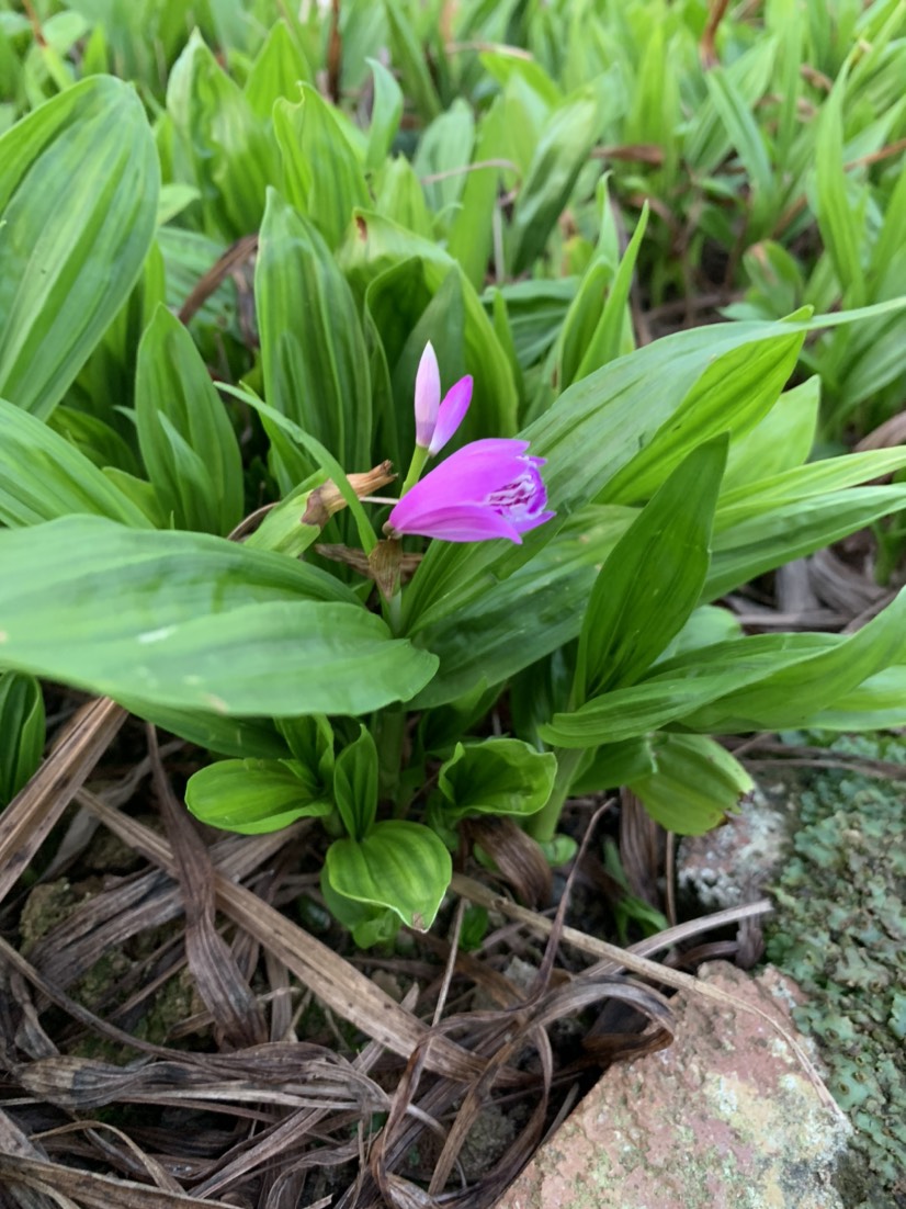 紫花白芨苗   白芨苗大促銷