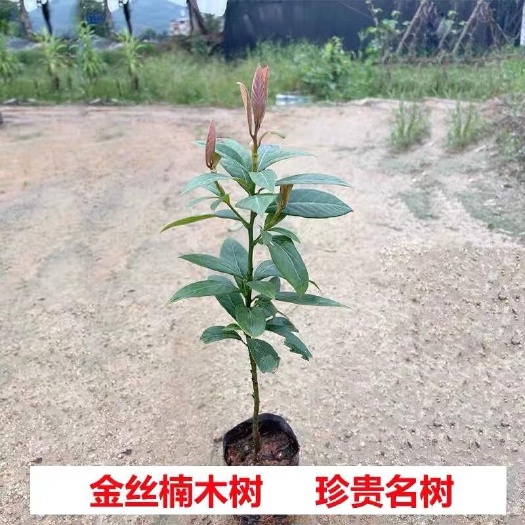 广州正宗金丝楠木 名贵小叶桢楠 南方北方种植 抗寒树苗