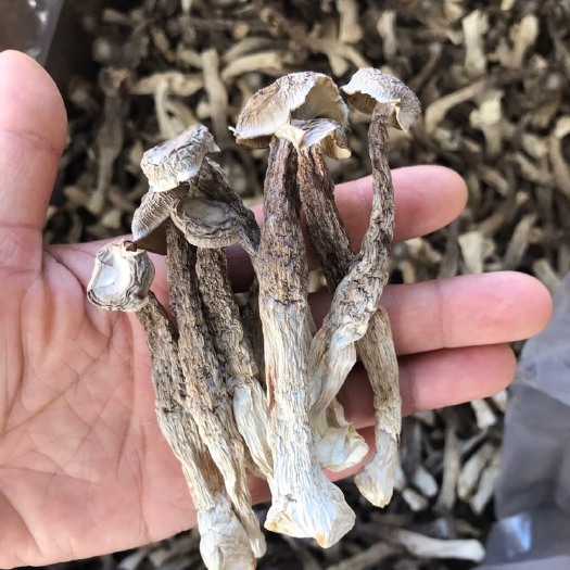抚州新货 切根鹿茸菇  厂家直销10斤一件