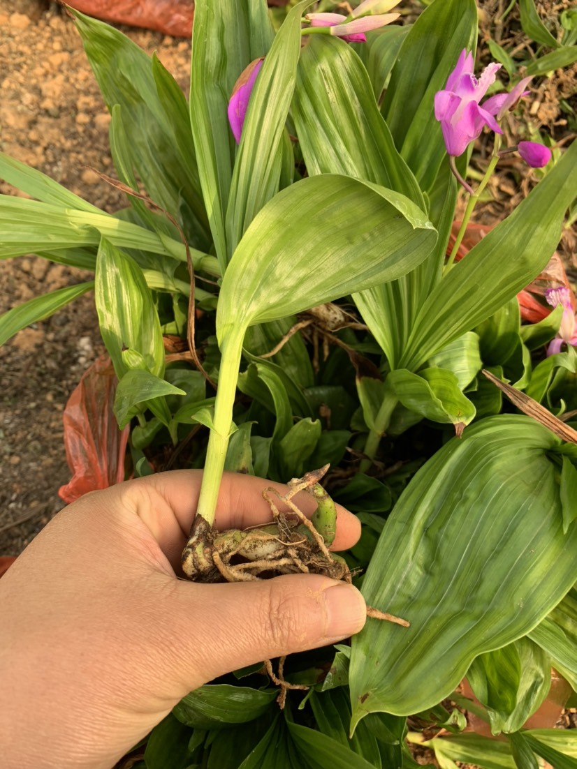 紫花白芨苗   白芨苗大促銷