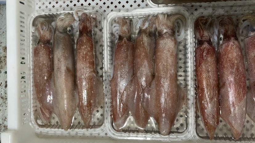 北海日本枪乌贼   鱿鱼/印尼红鱿鱼/鱿鱼管/，全国发