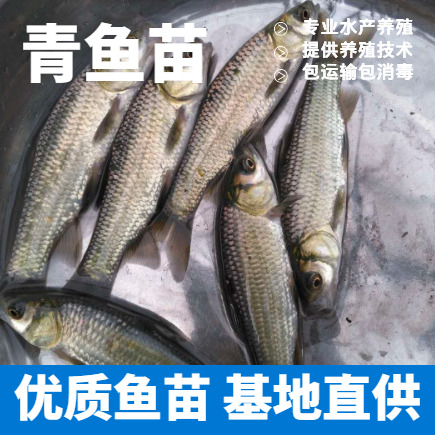 重庆市青鱼苗批发 螺蛳青鱼塘放养 渝云贵川免费送货上门货到付