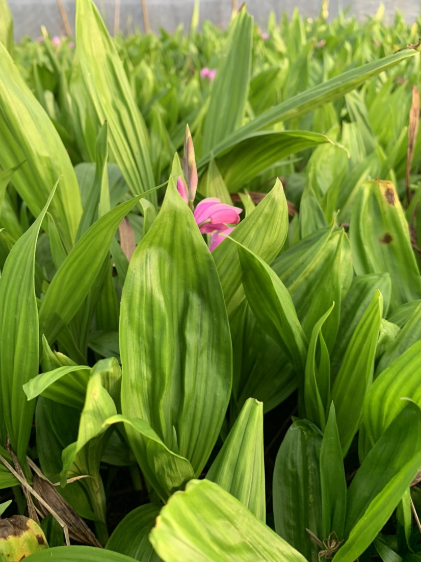 紫花白芨苗   白芨苗大促銷