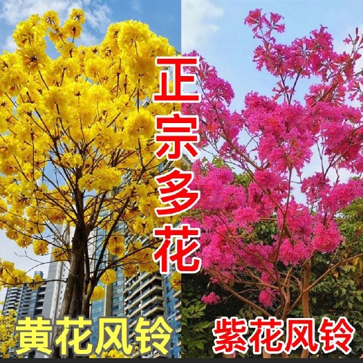 广州泰国黄风铃花黄紫花木苗 盆栽地栽树苗 多花绣球紫花黄花