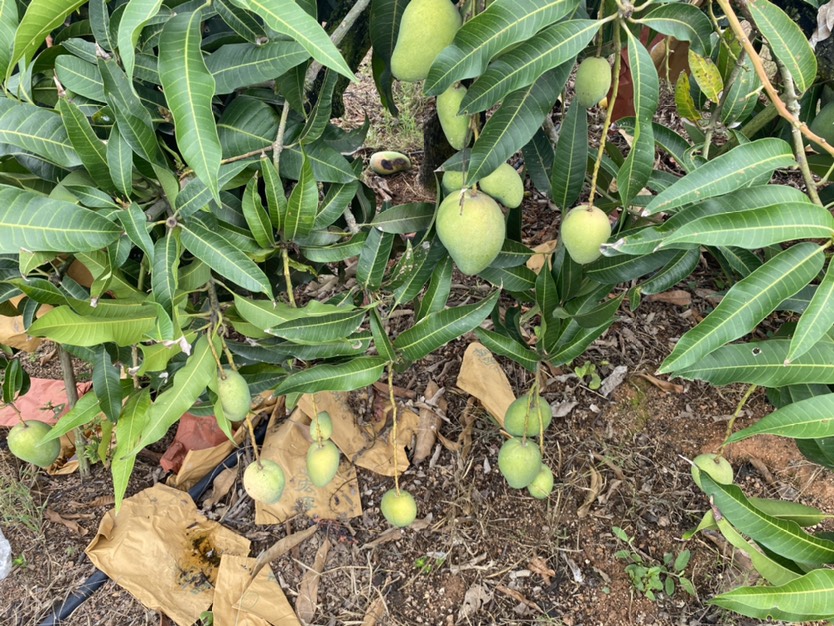  海南陵水台农芒果