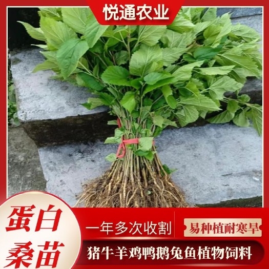 横州市蛋白桑苗 蛋白饲料杂交桑树苗实生耐寒优质占地防沙固土养蚕猪牛