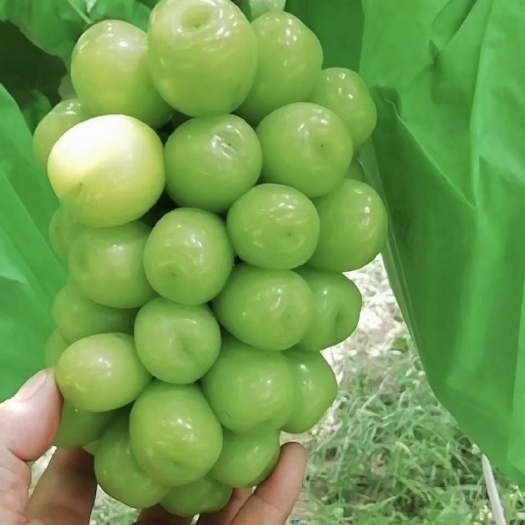 昌黎县阳光玫瑰葡萄苗  （夏黑根须）