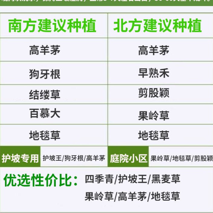 混播四季青草坪种子四季青不修剪绿化草皮草籽庭院别墅护坡草