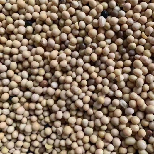 博罗县黄大豆 俄罗斯大豆