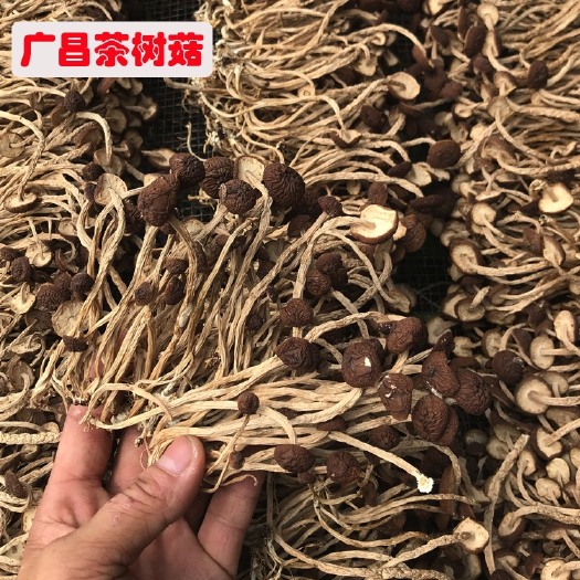 广昌县新货广昌5号茶树菇  10斤起包邮