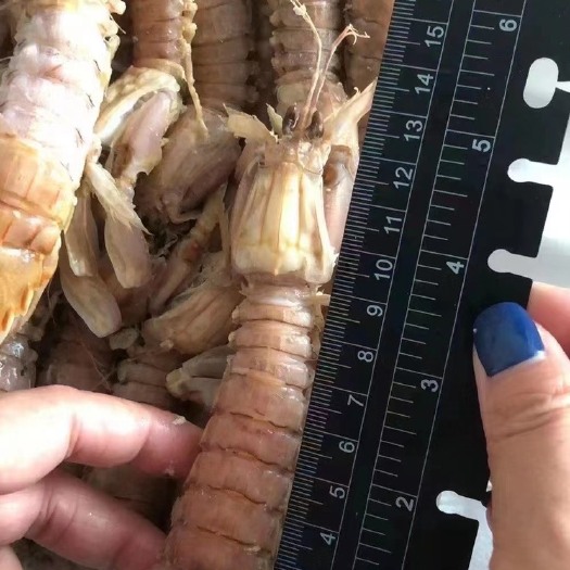 熟冻带壳皮皮虾