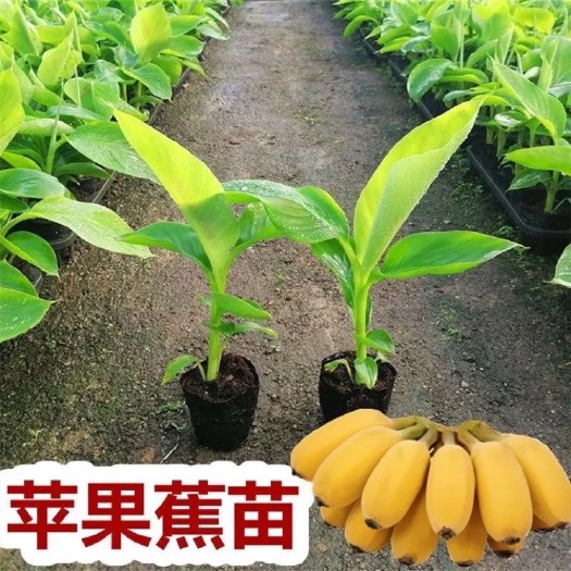 灵山县仙人蕉苗 苹果粉蕉苗带土广西中蕉9号香蕉苗四季种植