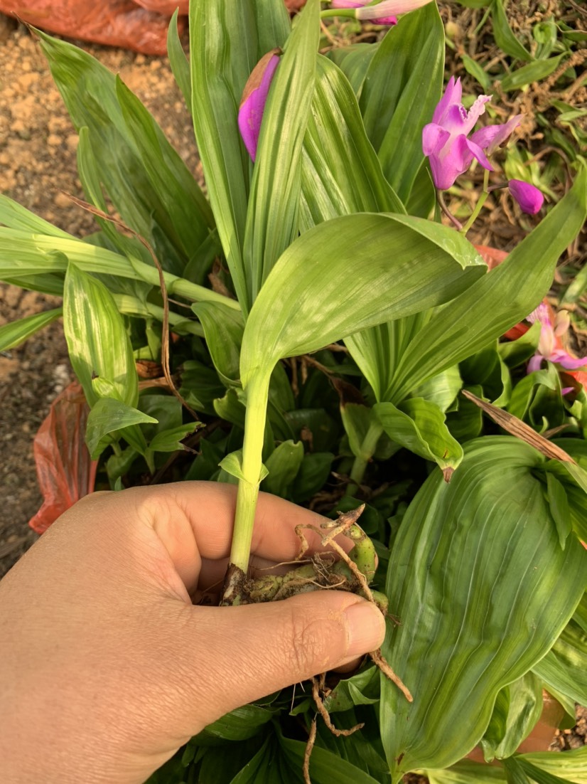 紫花白芨苗   白芨苗大促銷