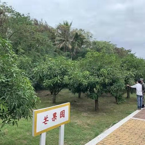 台农芒 海南小台芒直采，对接批发商，商超等，坐标武汉欢迎打扰