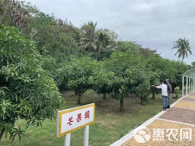 台农芒 海南小台芒直采，对接批发商，商超等，坐标武汉欢迎打扰