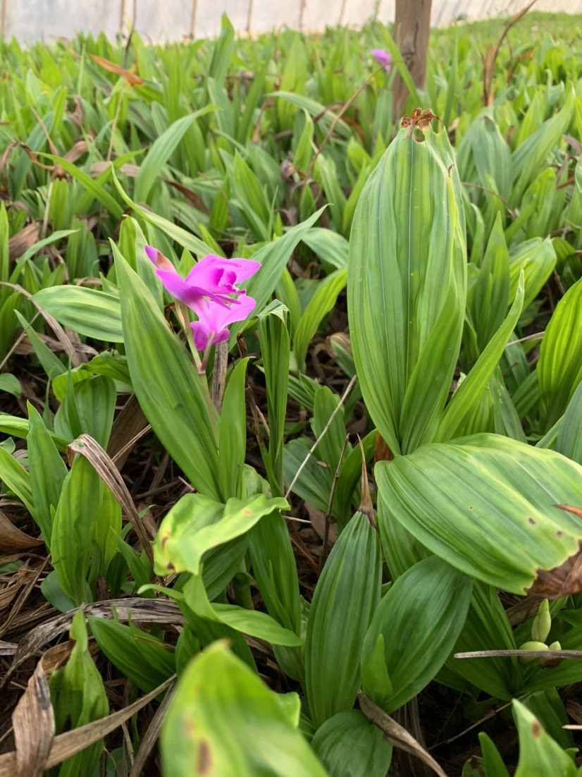 紫花白芨苗   白芨苗大促銷