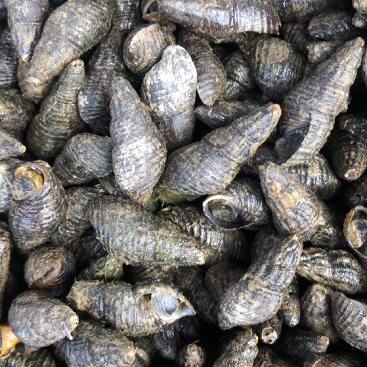 上饶螺蛳 供应青蛳