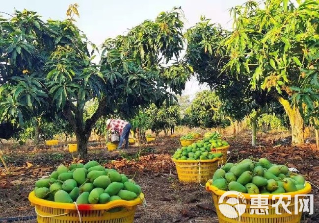 台农芒 海南小台芒直采，对接批发商，商超等，坐标武汉欢迎打扰