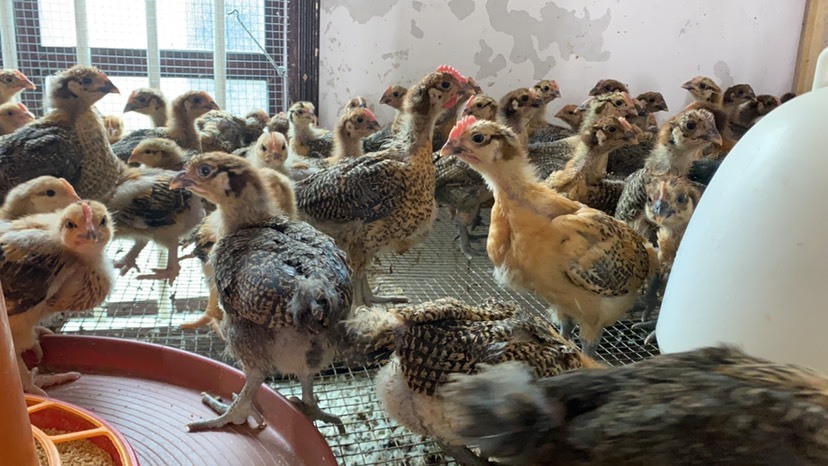 兴义市青脚麻脱温鸡