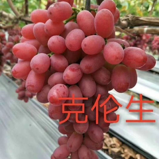 昌黎县自跟克伦生葡萄苗