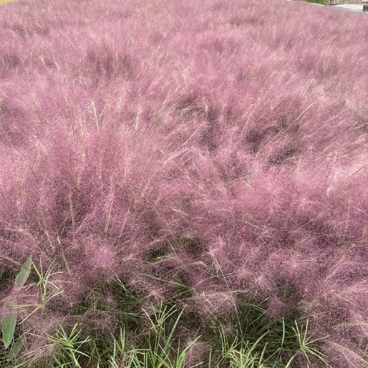 杭州 观赏草品种水生网红草粉黛乱子草美化庭院品种