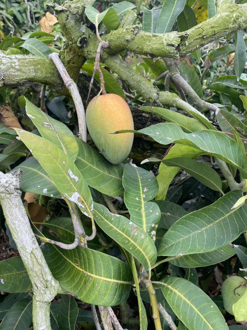  海南陵水台农芒果