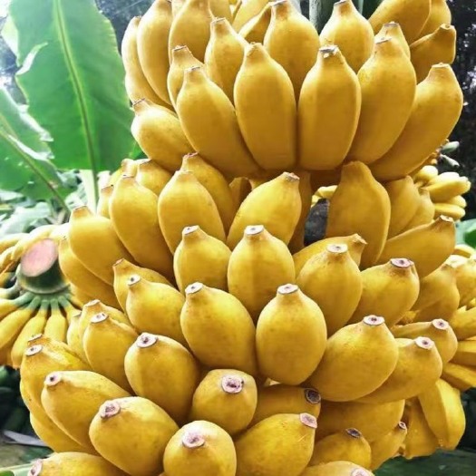 灵山县威廉斯香蕉苗  皇帝蕉苗矮化蕉苗粉蕉苗香蕉苗红香蕉苗中蕉九号