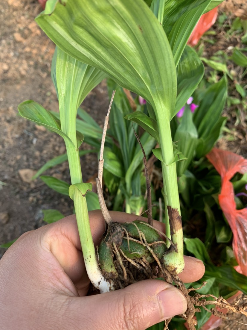 紫花白芨苗   白芨苗大促銷