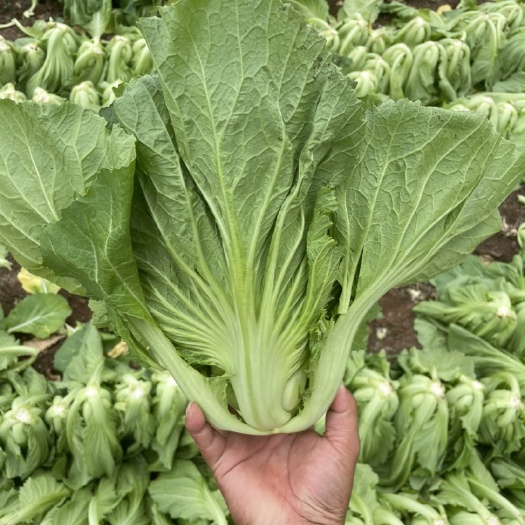 嵩明縣包心芥菜 云南芥菜