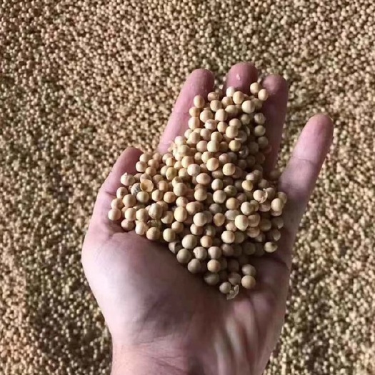 湘潭黄大豆 大豆