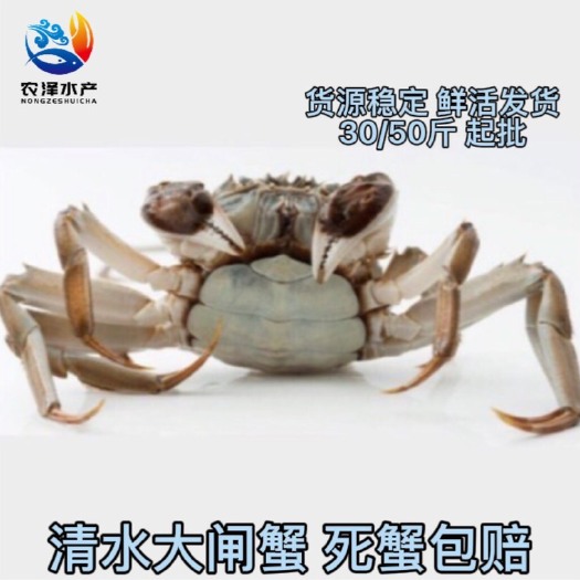 洪湖市大闸蟹  洪湖清水 塘口直供 全母规格 全国发货 死蟹包赔