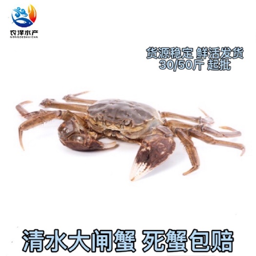 洪湖市大闸蟹  洪湖清水 塘口直供 全公规格 一手货源 死蟹包赔