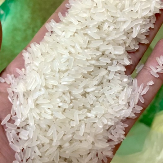 东莞市油粘米 饭堂 学校 餐饮专用米