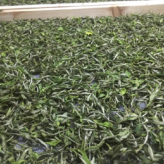 柘荣县 白茶