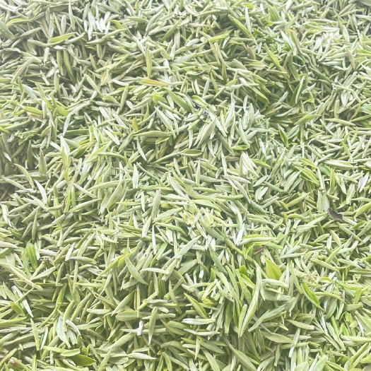 信阳毛尖茶  信阳毛尖绿茶 信阳毛尖原产地 2022明前嫩芽